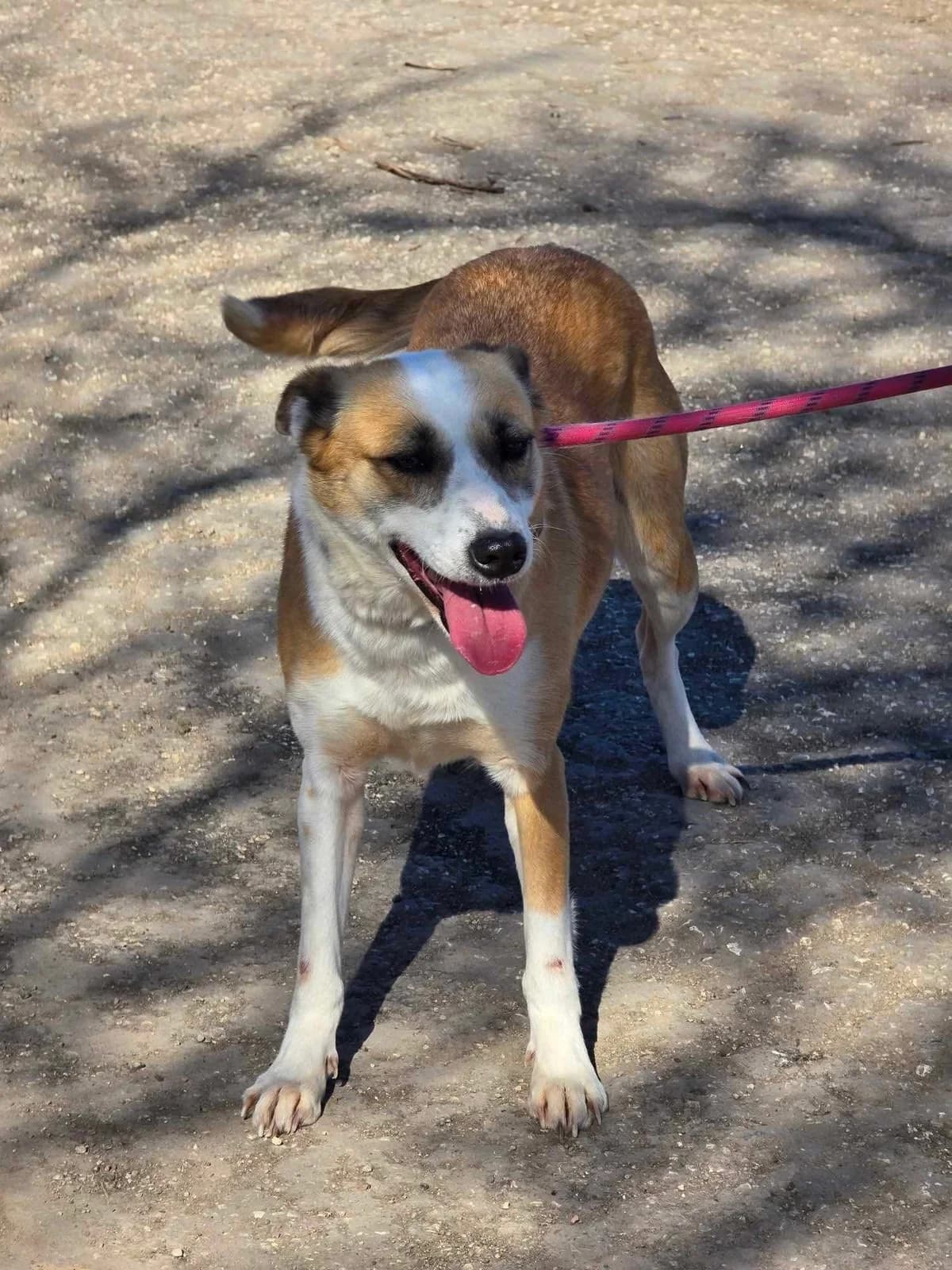 Darcy, female Mixed Breed for adoption at Tierheimhelden — photo 7 of 7