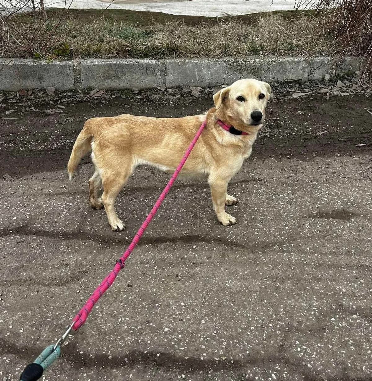 Lolita, female Mixed Breed for adoption at Tierheimhelden