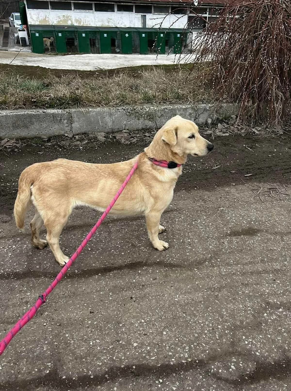 Lolita, female Mixed Breed for adoption at Tierheimhelden — photo 2 of 11
