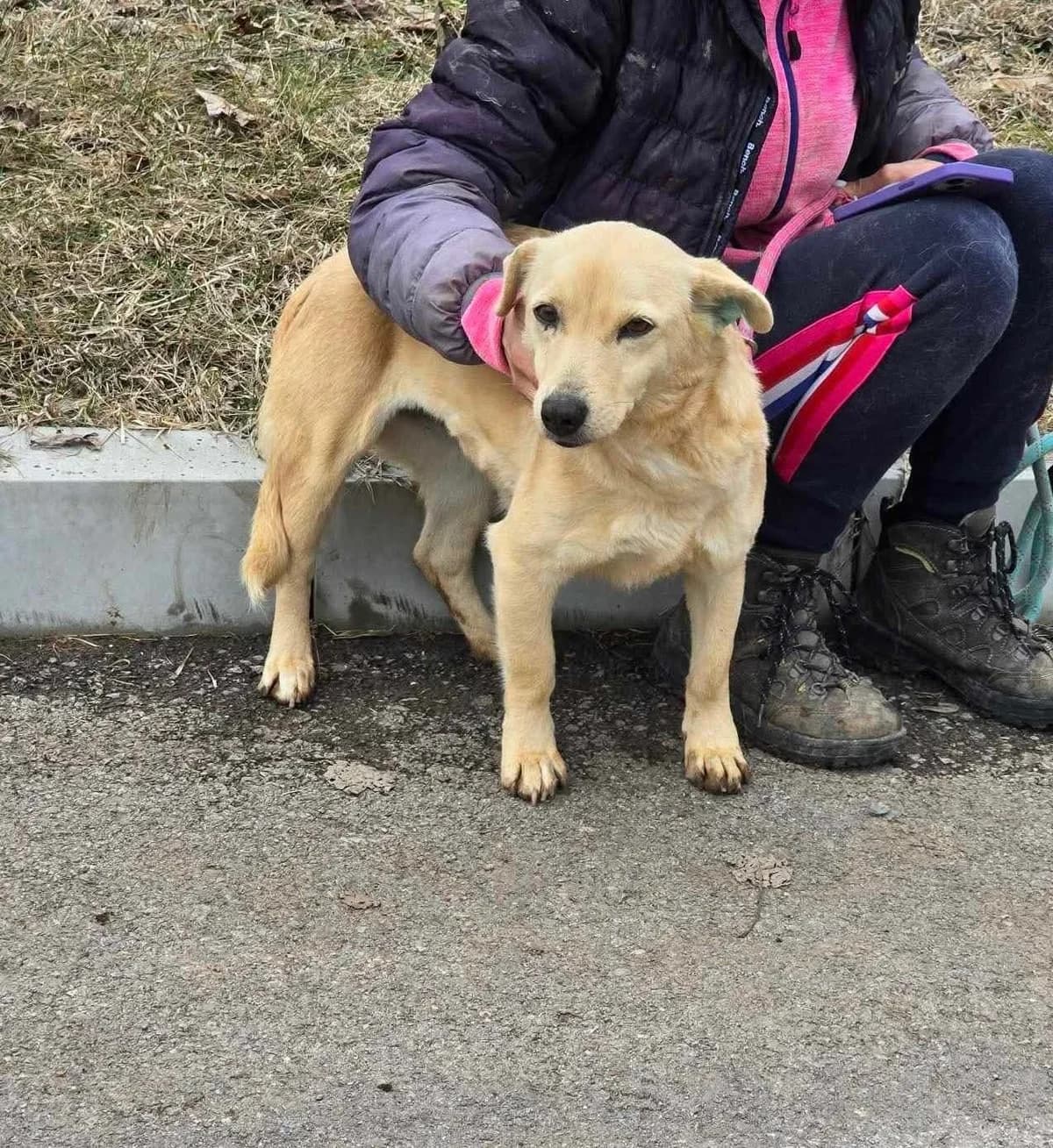 Lolita, female Mixed Breed for adoption at Tierheimhelden — photo 3 of 11