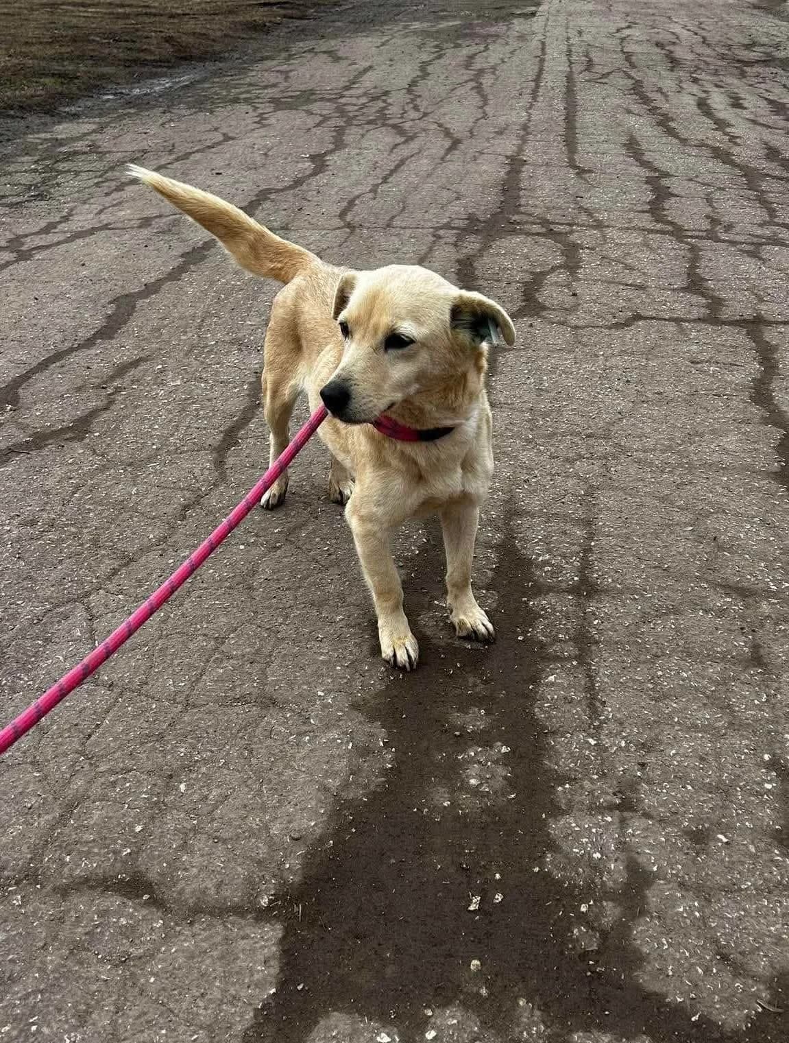 Lolita, female Mixed Breed for adoption at Tierheimhelden — photo 4 of 11
