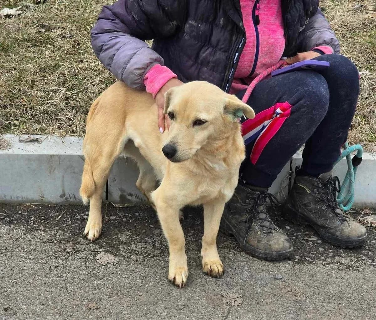 Lolita, female Mixed Breed for adoption at Tierheimhelden — photo 7 of 11