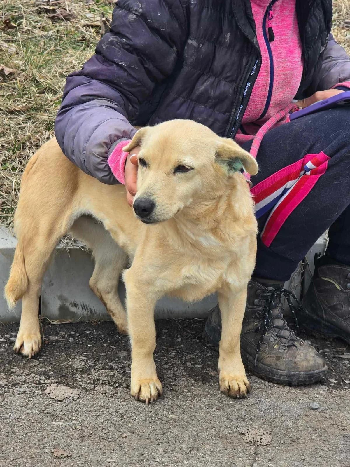 Lolita, female Mixed Breed for adoption at Tierheimhelden — photo 8 of 11