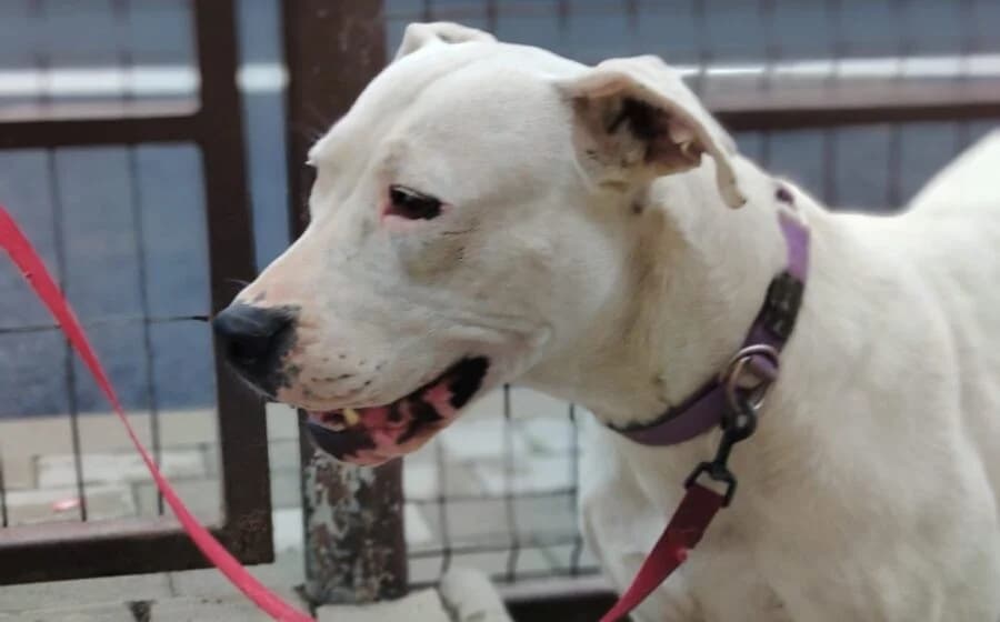 Evita, female Mixed Breed for adoption at Tierheimhelden