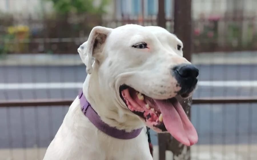 Evita, female Mixed Breed for adoption at Tierheimhelden — photo 2 of 9