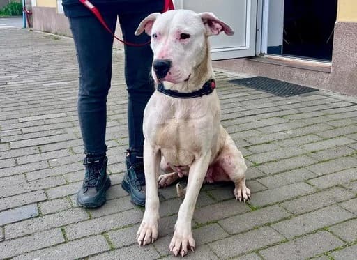 Evita, female Mixed Breed for adoption at Tierheimhelden — photo 3 of 9