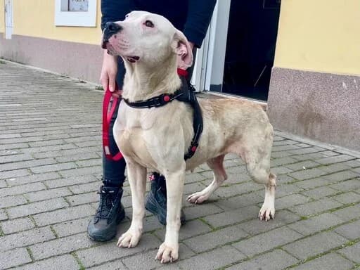 Evita, female Mixed Breed for adoption at Tierheimhelden — photo 4 of 9