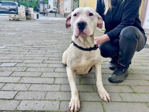 Evita, female Mixed Breed for adoption at Tierheimhelden — photo 5 of 9