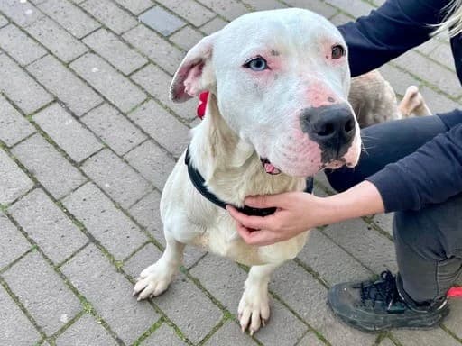 Evita, female Mixed Breed for adoption at Tierheimhelden — photo 6 of 9