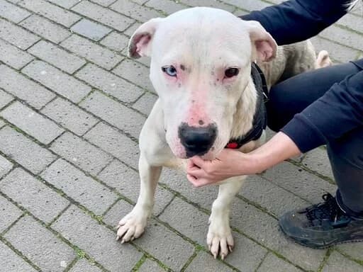 Evita, female Mixed Breed for adoption at Tierheimhelden — photo 7 of 9