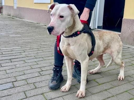 Evita, female Mixed Breed for adoption at Tierheimhelden — photo 8 of 9