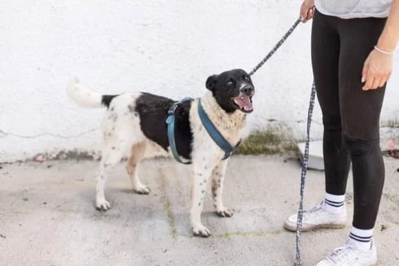 Chipo, male Mixed Breed for adoption at Tierheimhelden