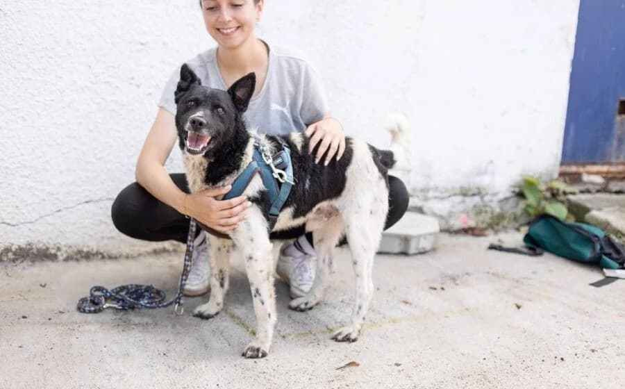Chipo, male Mixed Breed for adoption at Tierheimhelden — photo 2 of 6