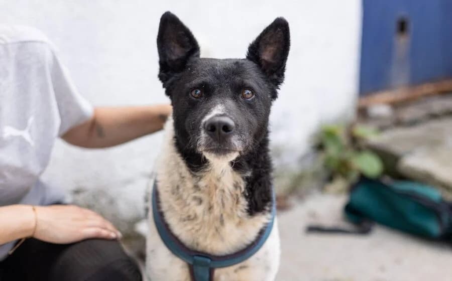 Chipo, male Mixed Breed for adoption at Tierheimhelden — photo 3 of 6