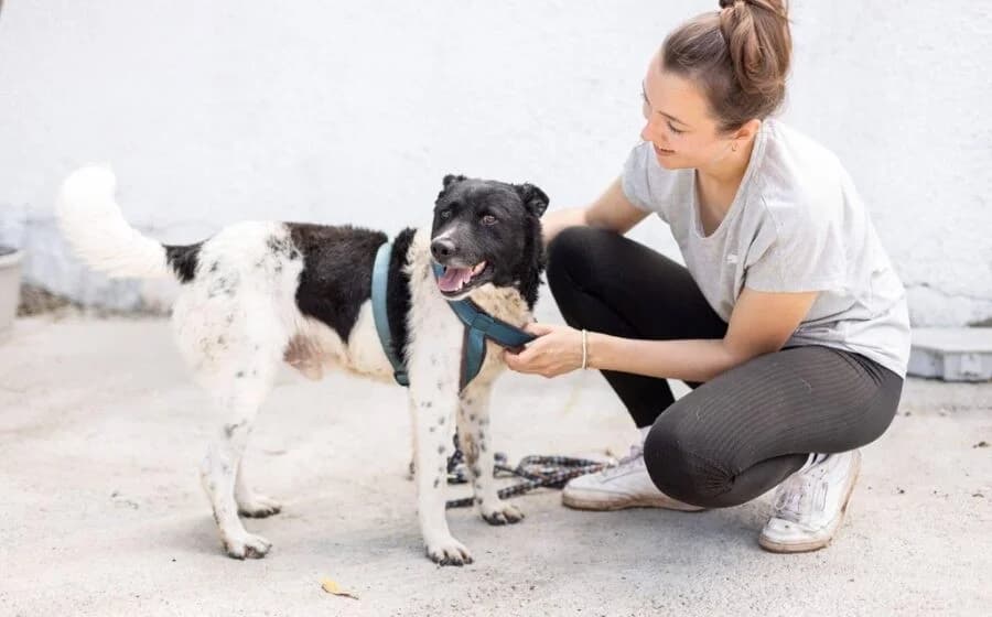 Chipo, male Mixed Breed for adoption at Tierheimhelden — photo 4 of 6