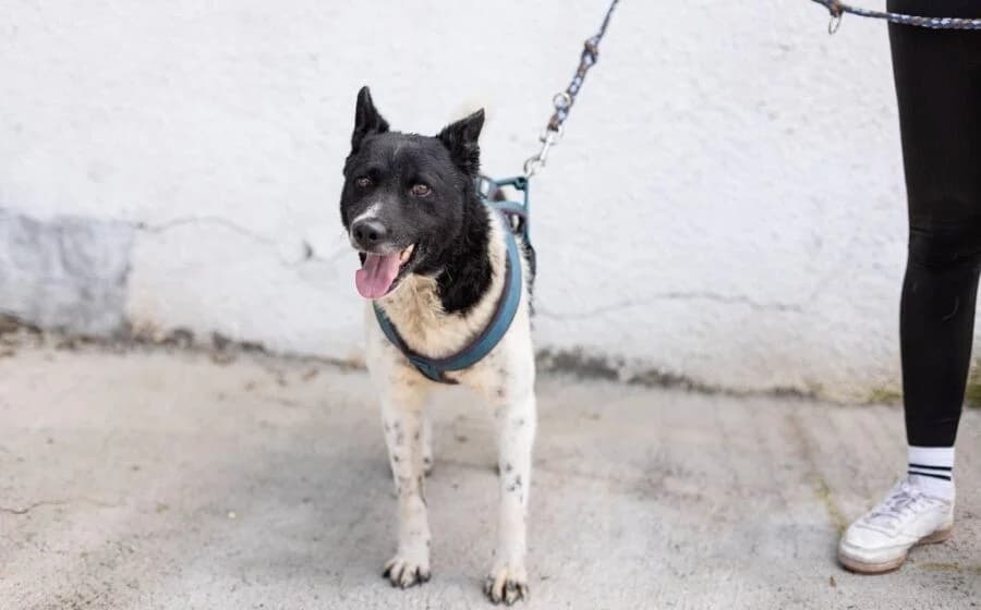 Chipo, male Mixed Breed for adoption at Tierheimhelden — photo 5 of 6