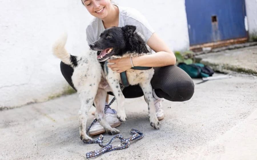 Chipo, male Mixed Breed for adoption at Tierheimhelden — photo 6 of 6