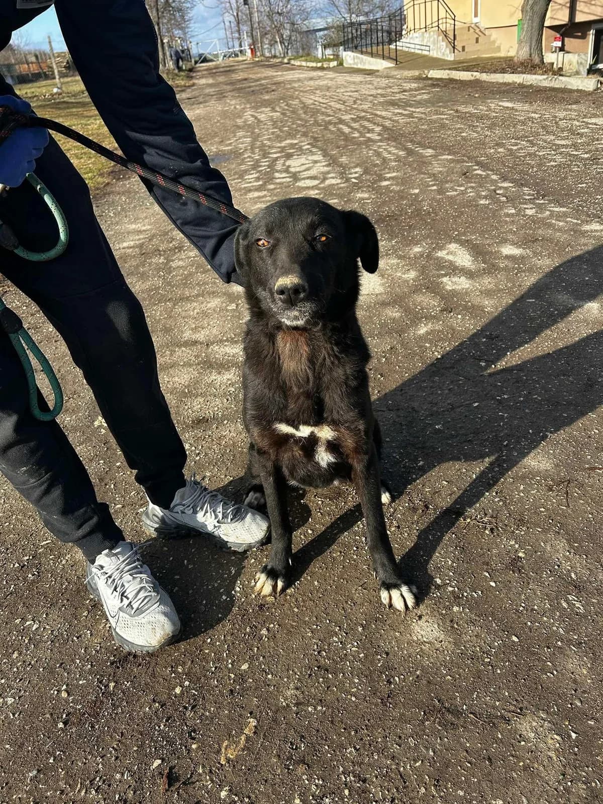 Onyx, female Mixed Breed for adoption at Tierheimhelden