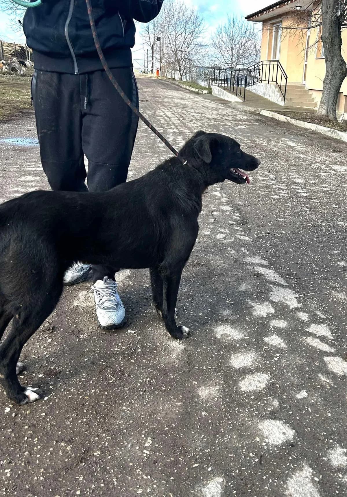 Onyx, female Mixed Breed for adoption at Tierheimhelden — photo 2 of 14