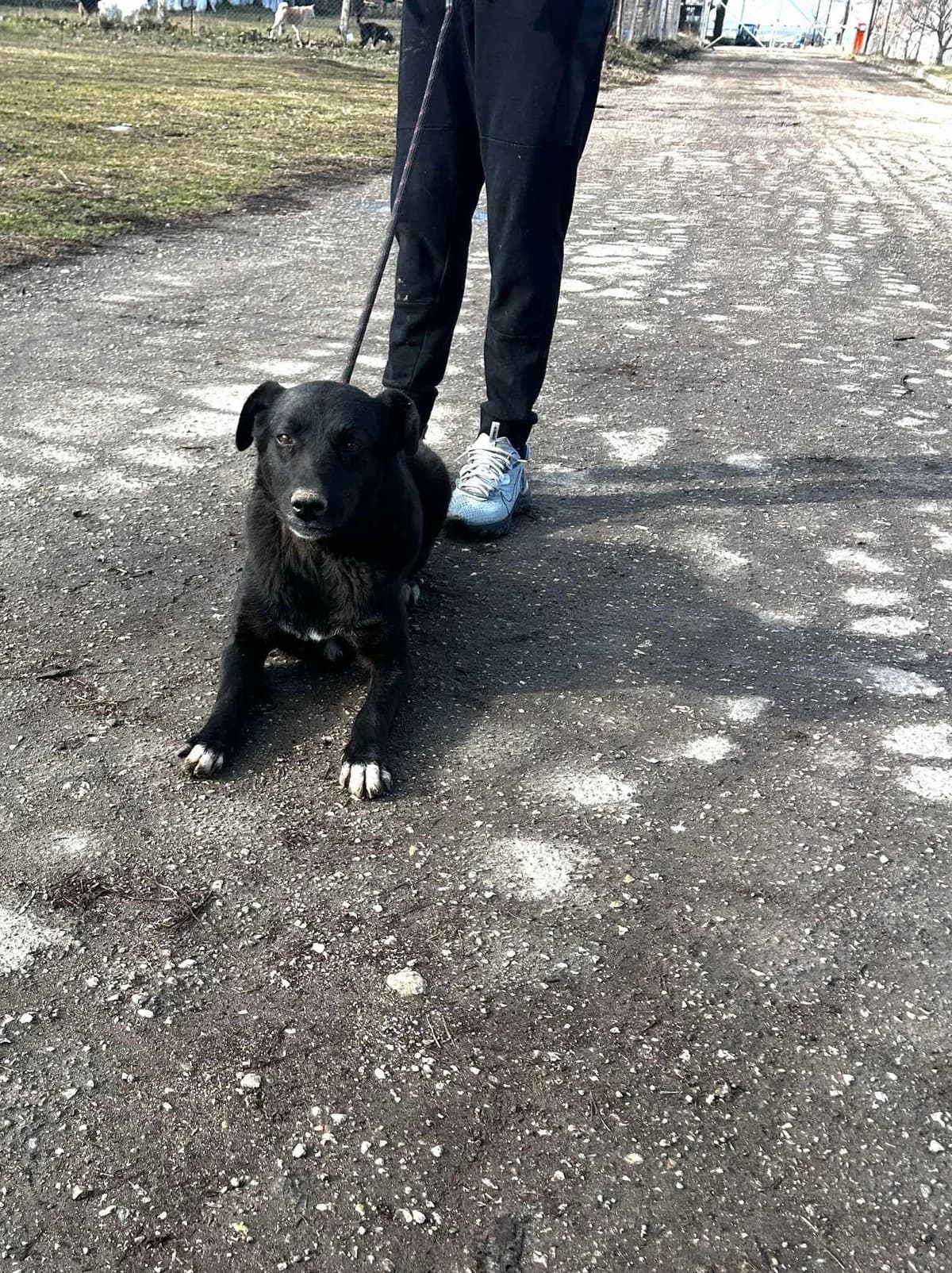 Onyx, female Mixed Breed for adoption at Tierheimhelden — photo 3 of 14