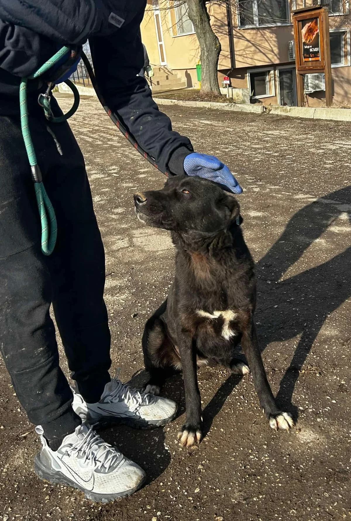 Onyx, female Mixed Breed for adoption at Tierheimhelden — photo 4 of 14