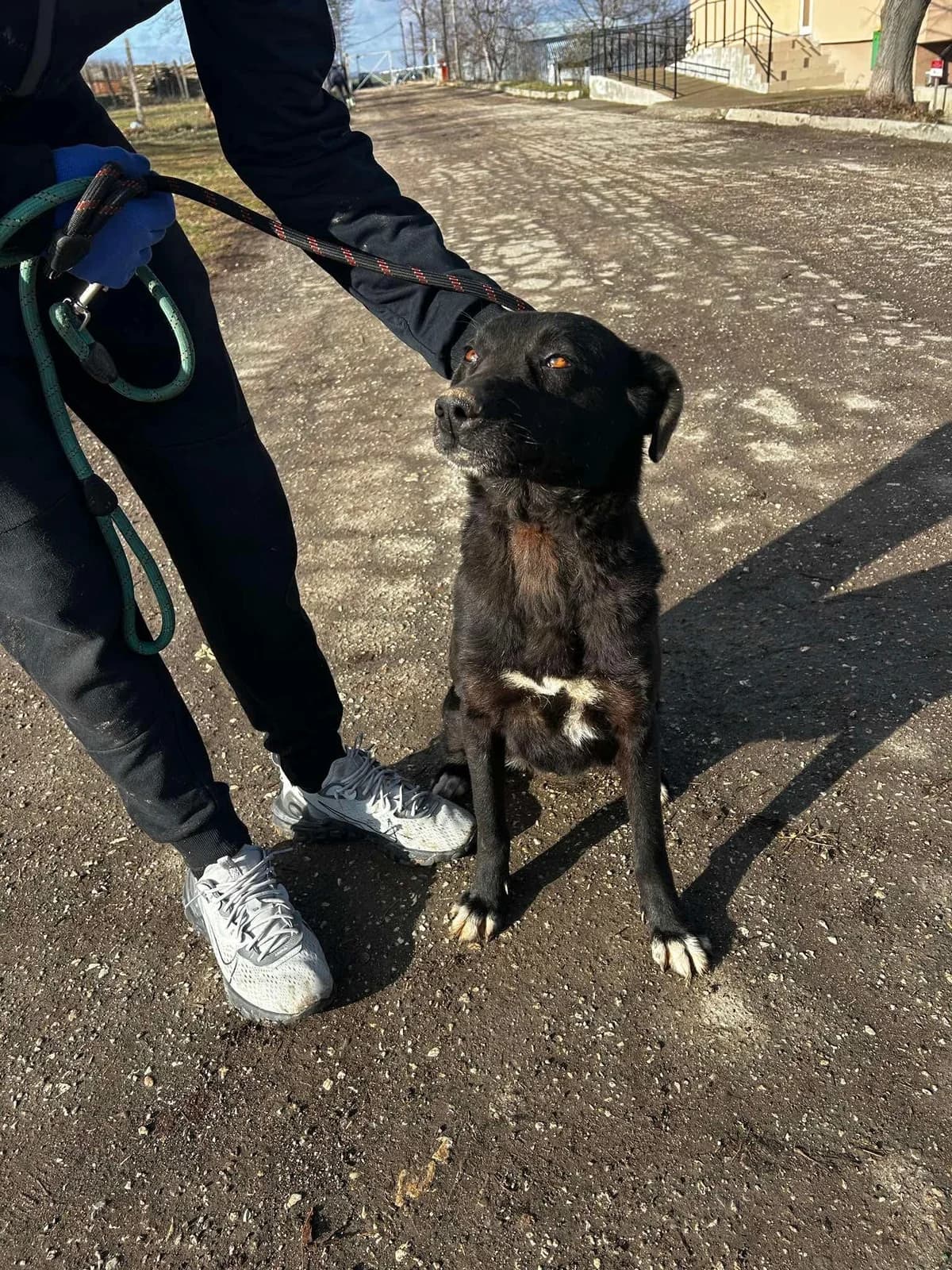 Onyx, female Mixed Breed for adoption at Tierheimhelden — photo 5 of 14
