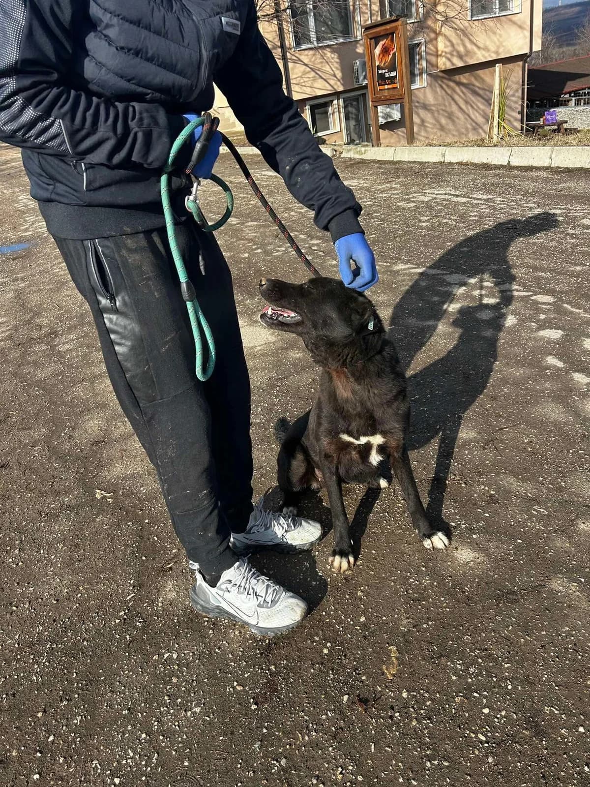 Onyx, female Mixed Breed for adoption at Tierheimhelden — photo 7 of 14