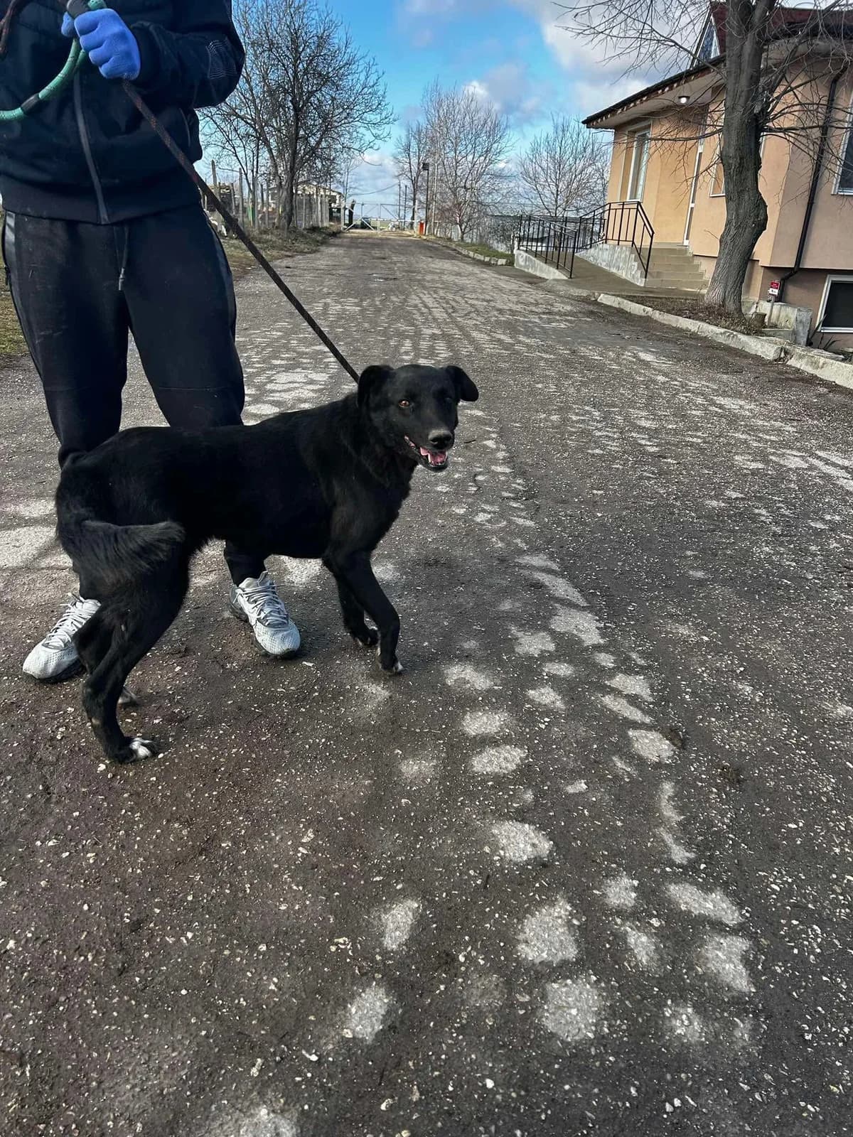 Onyx, female Mixed Breed for adoption at Tierheimhelden — photo 8 of 14