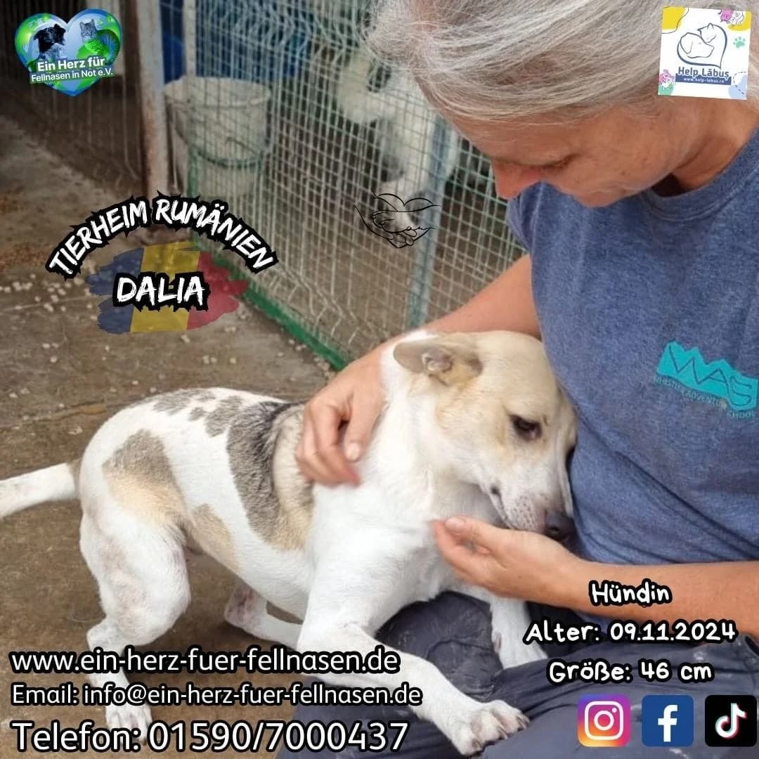 Dalia, female Mixed Breed for adoption at Tierheimhelden