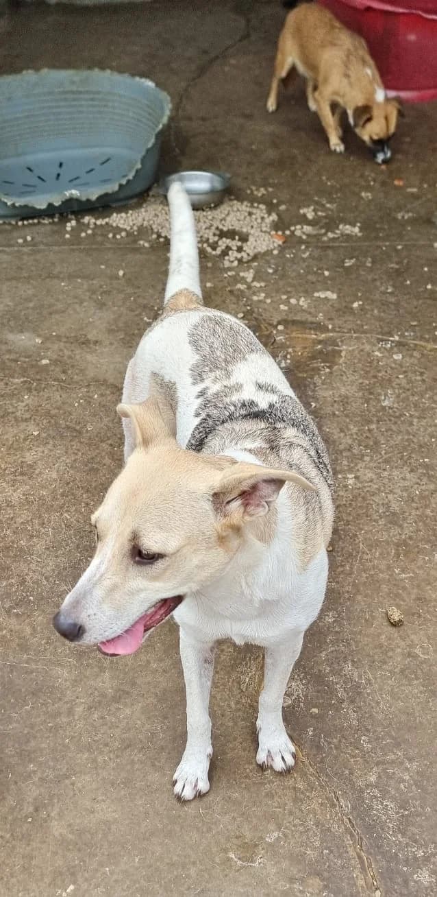 Dalia, female Mixed Breed for adoption at Tierheimhelden — photo 2 of 12