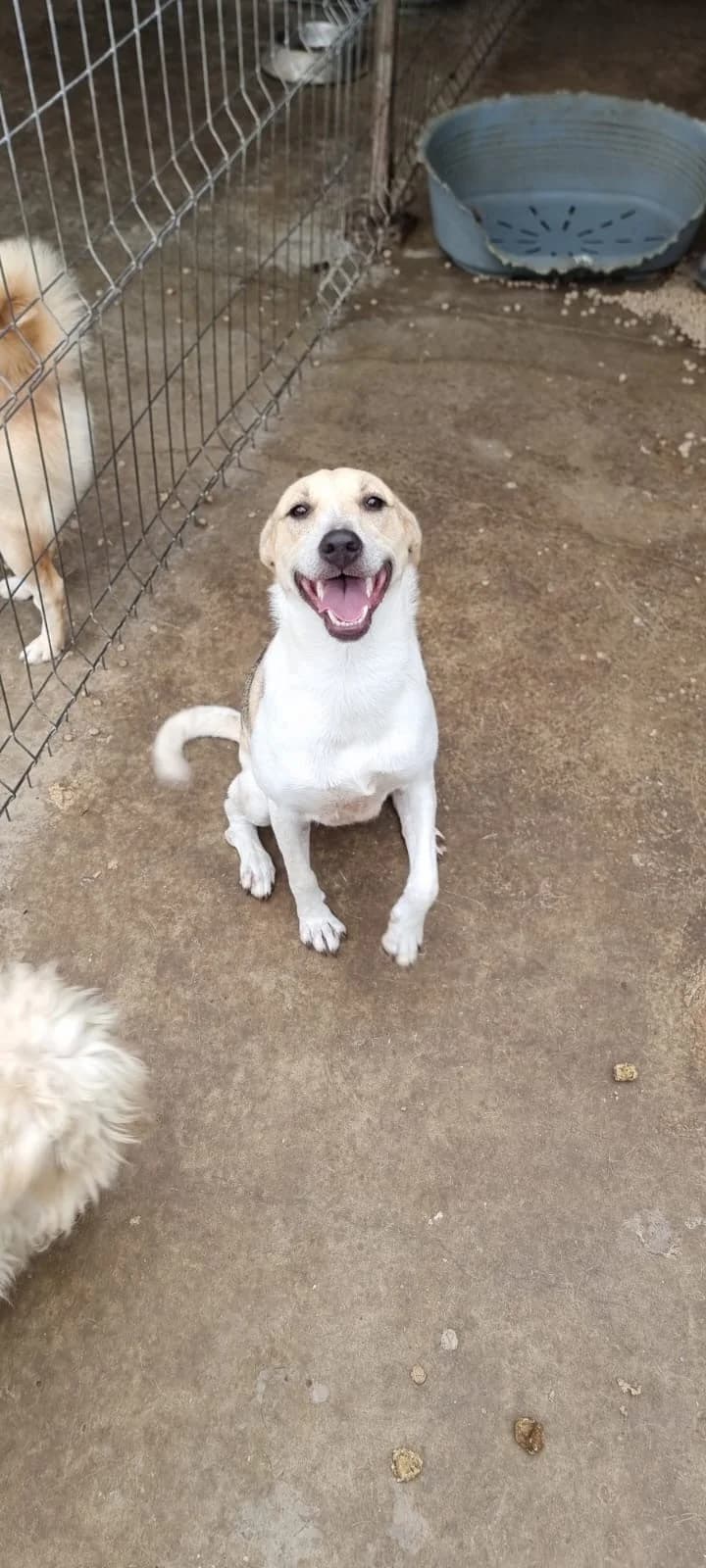 Dalia, female Mixed Breed for adoption at Tierheimhelden — photo 3 of 12