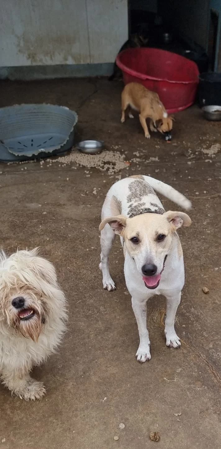 Dalia, female Mixed Breed for adoption at Tierheimhelden — photo 4 of 12