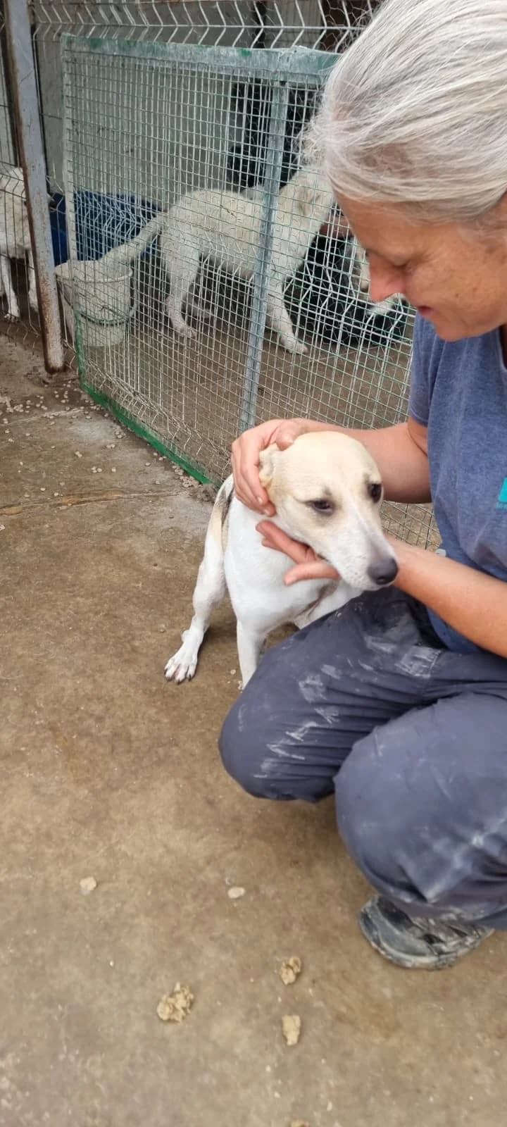 Dalia, female Mixed Breed for adoption at Tierheimhelden — photo 5 of 12