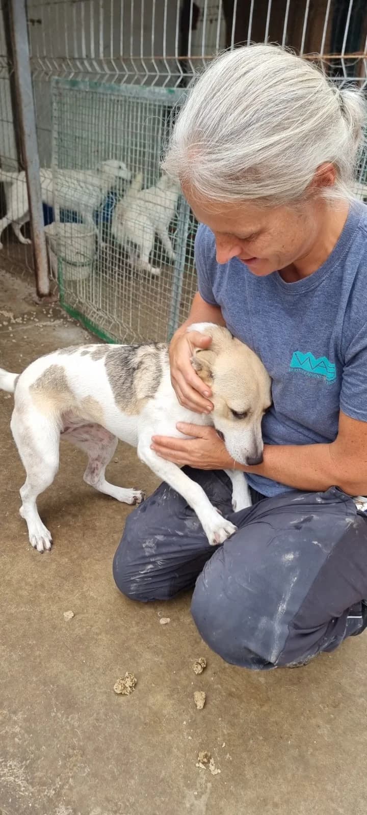 Dalia, female Mixed Breed for adoption at Tierheimhelden — photo 6 of 12