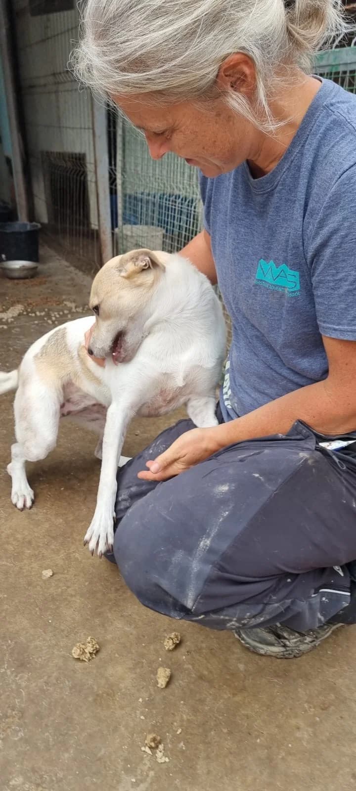 Dalia, female Mixed Breed for adoption at Tierheimhelden — photo 7 of 12