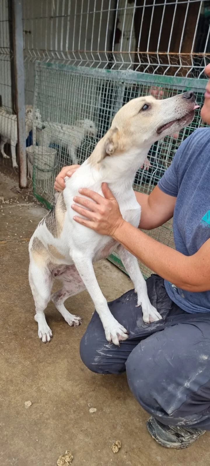Dalia, female Mixed Breed for adoption at Tierheimhelden — photo 8 of 12
