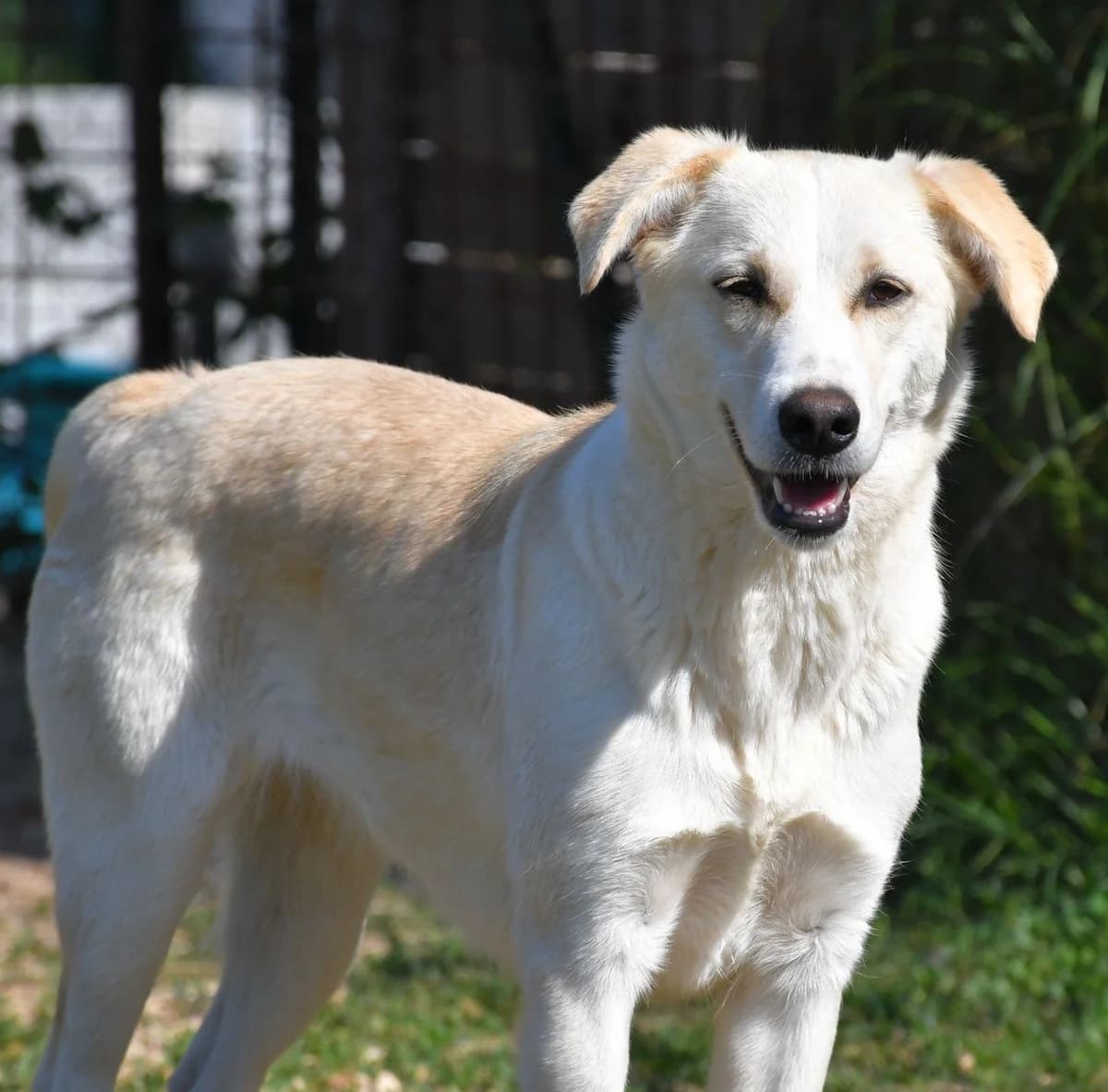 Luce, female Mixed Breed for adoption at Tierheimhelden