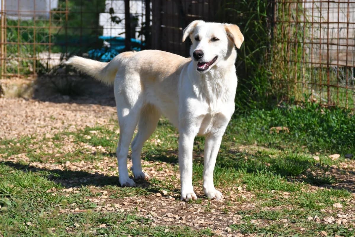 Luce, female Mixed Breed for adoption at Tierheimhelden — photo 2 of 12