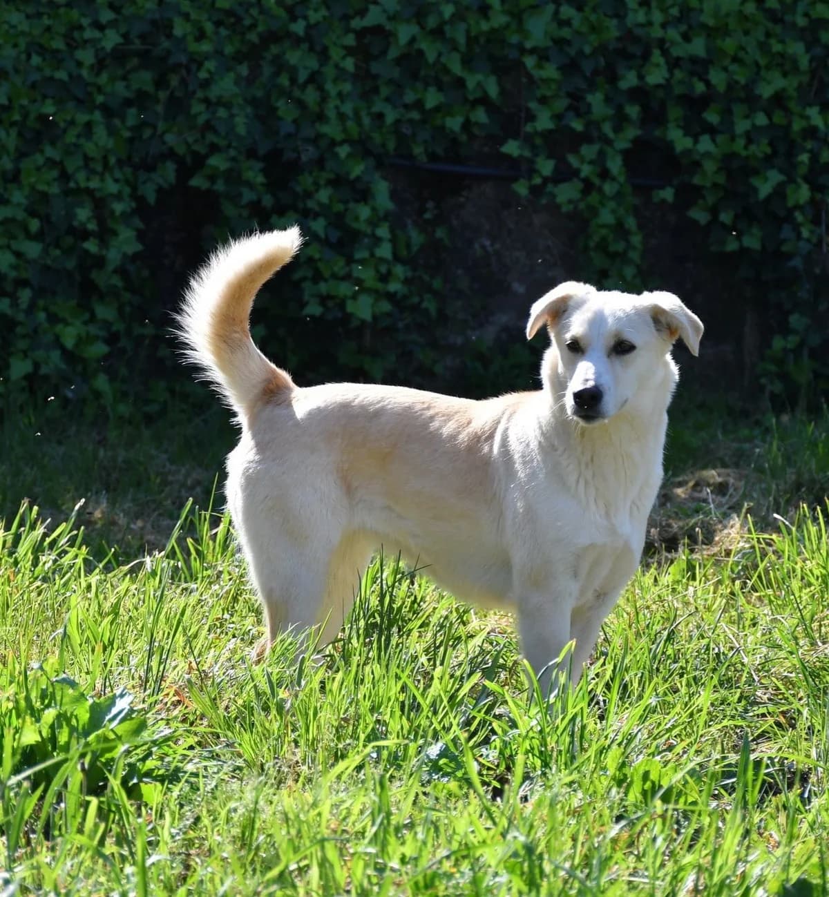 Luce, female Mixed Breed for adoption at Tierheimhelden — photo 3 of 12