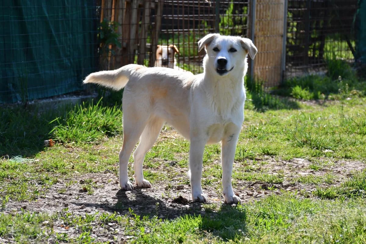 Luce, female Mixed Breed for adoption at Tierheimhelden — photo 4 of 12