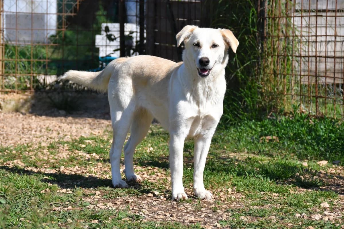 Luce, female Mixed Breed for adoption at Tierheimhelden — photo 5 of 12