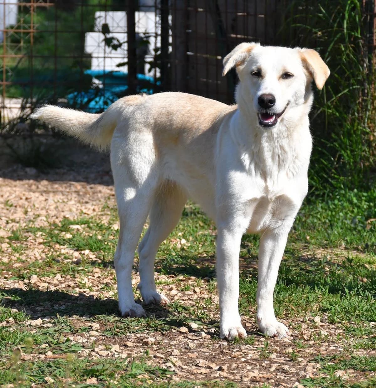 Luce, female Mixed Breed for adoption at Tierheimhelden — photo 6 of 12
