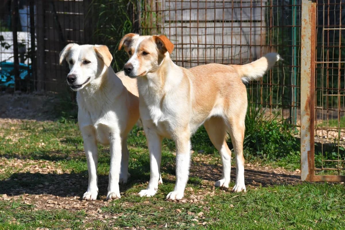 Luce, female Mixed Breed for adoption at Tierheimhelden — photo 7 of 12