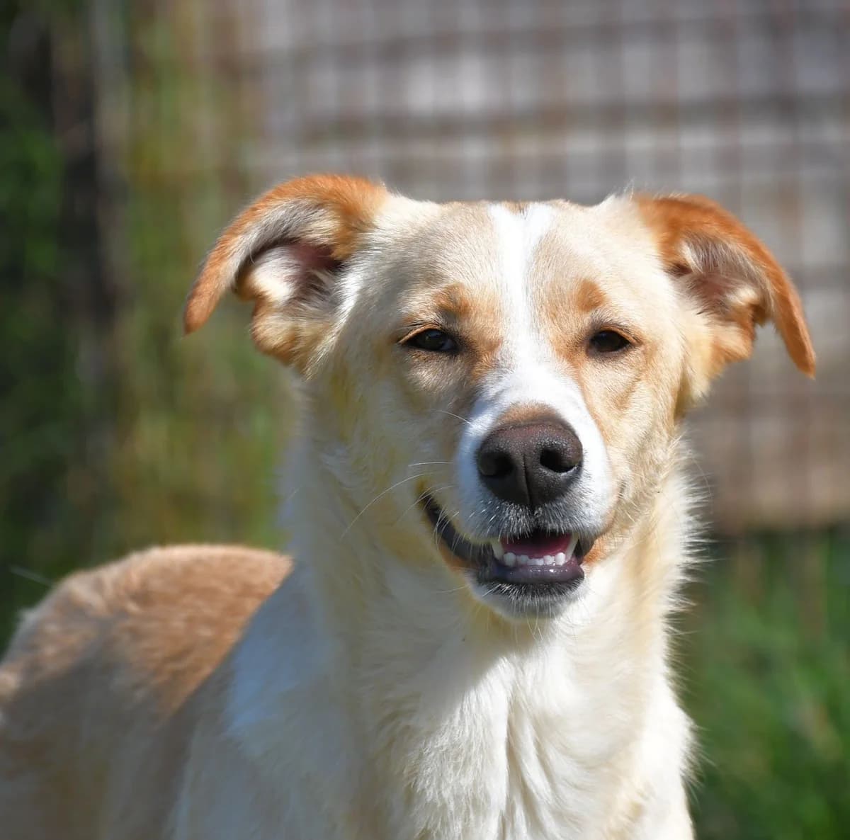 Rosicia, female Mixed Breed for adoption at Tierheimhelden