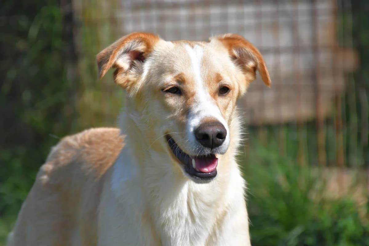 Rosicia, female Mixed Breed for adoption at Tierheimhelden — photo 2 of 16