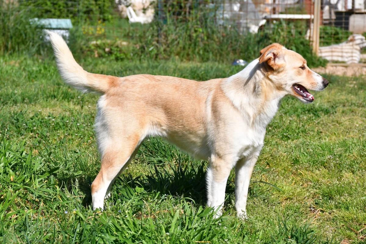 Rosicia, female Mixed Breed for adoption at Tierheimhelden — photo 3 of 16