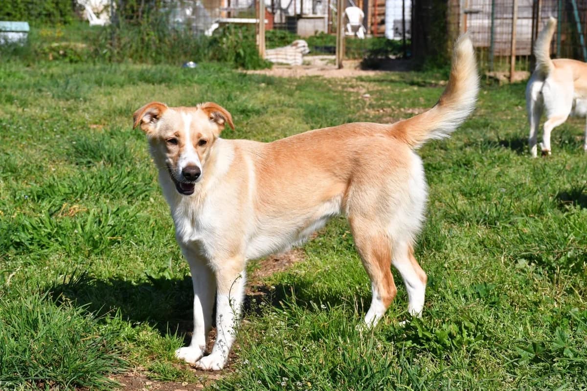 Rosicia, female Mixed Breed for adoption at Tierheimhelden — photo 4 of 16