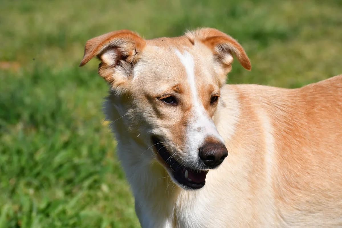 Rosicia, female Mixed Breed for adoption at Tierheimhelden — photo 5 of 16