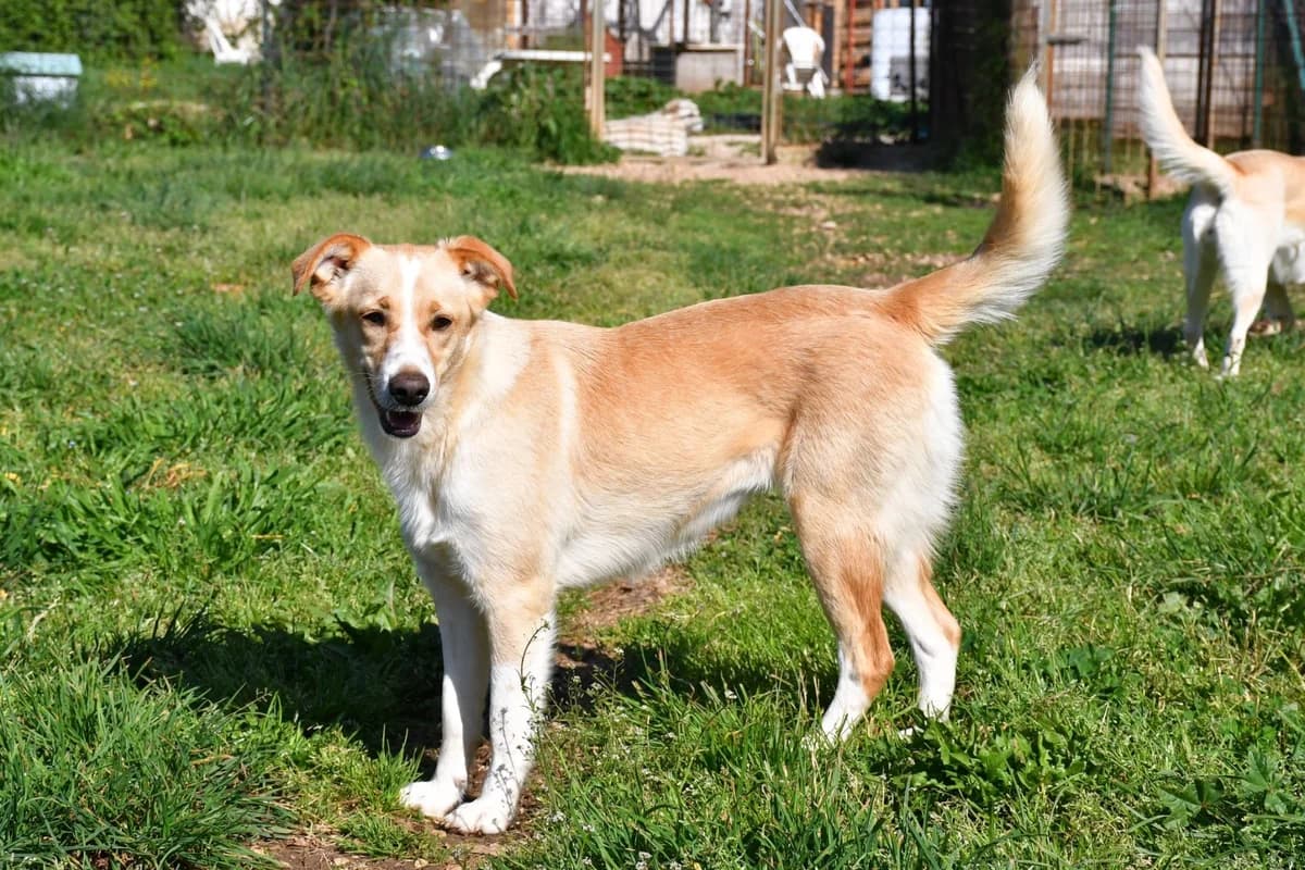 Rosicia, female Mixed Breed for adoption at Tierheimhelden — photo 6 of 16