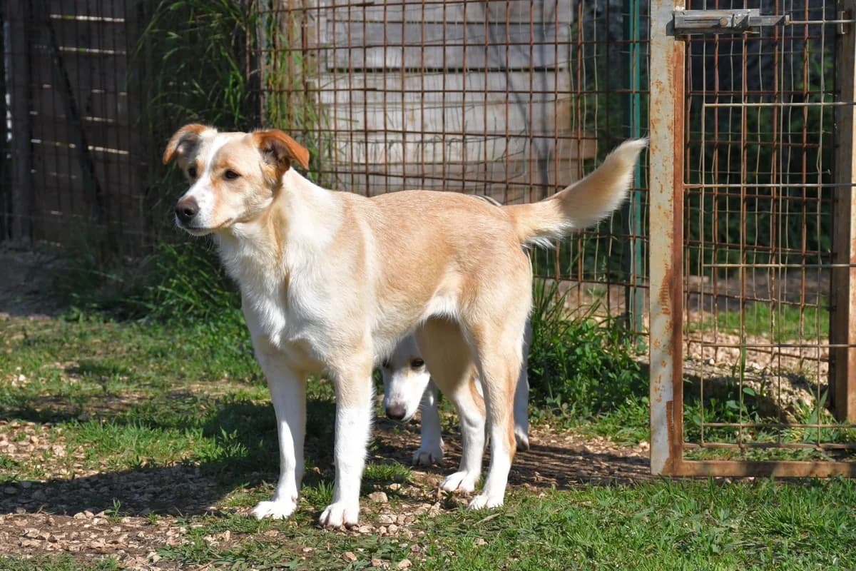 Rosicia, female Mixed Breed for adoption at Tierheimhelden — photo 7 of 16